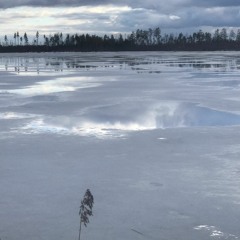 Ojesjon lake, Sweden, freezing over. With a whooper swan flying over.