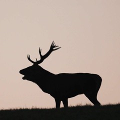 Le son du brame du cerf