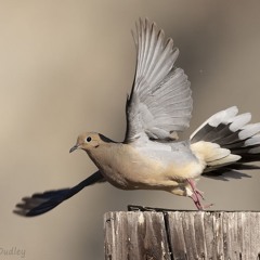 Jaeded - fly away (samurai)