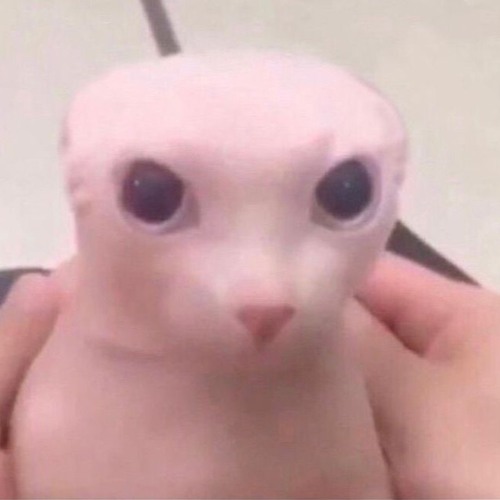 CROWN CRASH IS CANCELLED :CRAB:(but it will be rebooted for now have the wow wow instrumental)