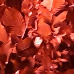 Let Roll In The Jungle