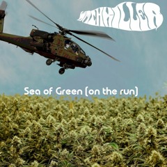 Sea of Green (on the run)