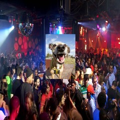 hous3 dog(dof 2)