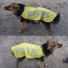 лето в бруклине