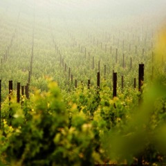 Tu Eterno Amor - (v)Mateo Ibagón