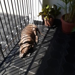 por la capital prod yxngpeenshe