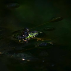 Belize Parking Lot Frogs