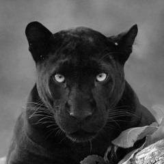 HilalDeep Black Panther(DeepHouse)
