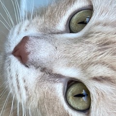 Blood Orange - Uncle Ace (Juicycat Remix)