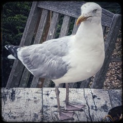 Martin The Herring Gull - Part 1