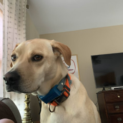 GORDON RAMSAY TRUMPET CAT BALL FUNK