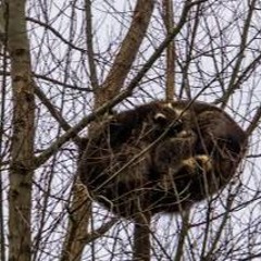 two raccoons sleeping in a tree