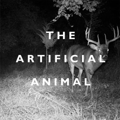 BROKEN ENGLISH CLUB  - THE ARTIFICIAL ANIMAL ALBUM CLIPS