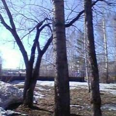 Marek