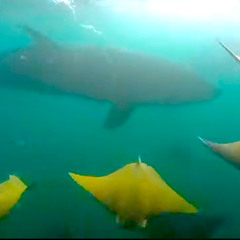 Echolocation (Sea Of Cortez Kill Version)