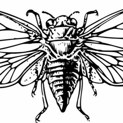 Sunlight Cicada