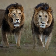 Lions Prod. @L.AKross