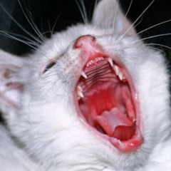 distorted reality feat devilish trio (remix)