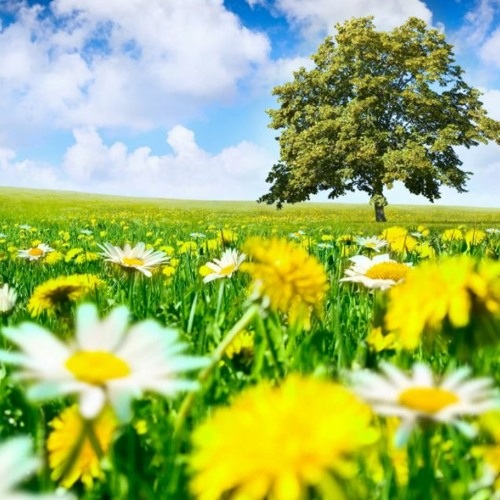 خفیہ آپریشنسکوورٹ, background music for presentation DOWNLOAD