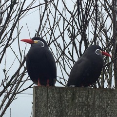 Boats and Birds - Gregory and the Hawk (cover)