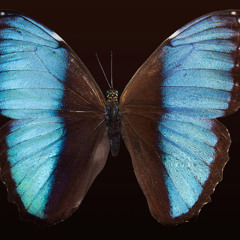 Papillon