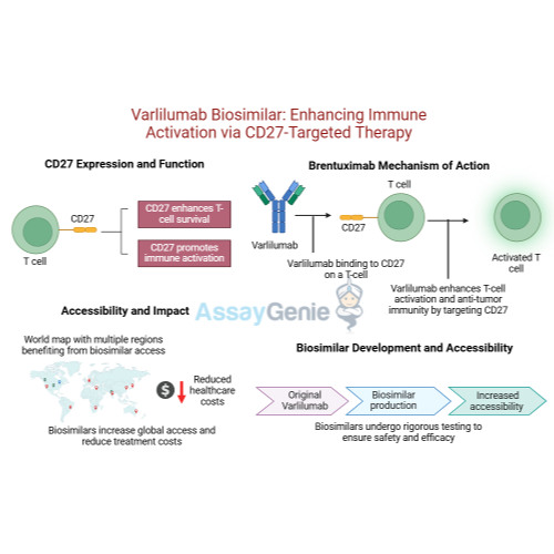 Varlilumab Unlocking CD27’s Potential in Cancer Research