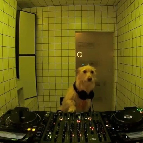15 MINUTOS DE FODE FODE (LITERALMENTE SÓ MÚSICAS QUE FALAM FODE FODE)