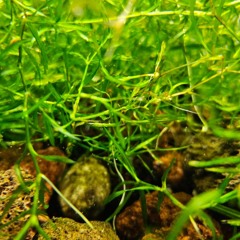 Guppy Grass