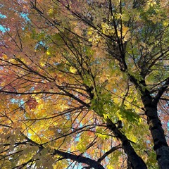 kadien cast 34 - boardwalk rollers