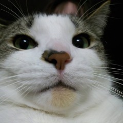 VIETMIX - MƯA ĐỢI CHỜ 2K25 - KHANG KHỂNH FT V.ANN RMX