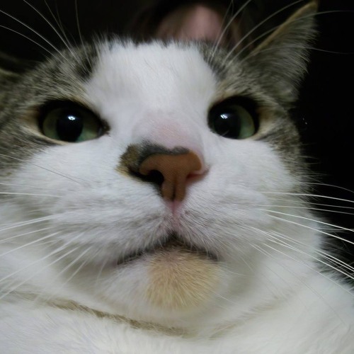 VIETMIX - MƯA ĐỢI CHỜ 2K25 - KHANG KHỂNH FT V.ANN RMX