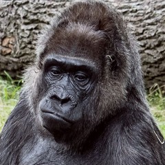 GORILLA X METANOIA X D.R.3. MASHUP