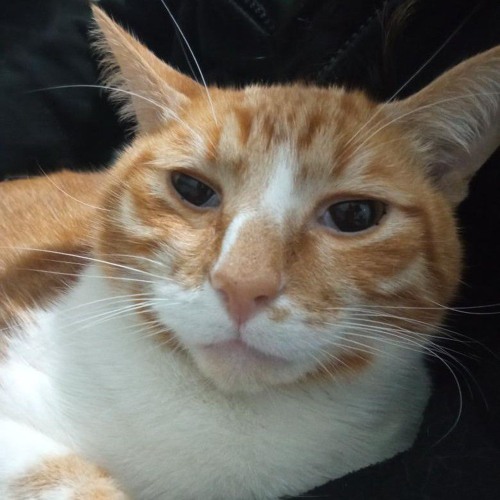 fevereiro 🗓️⏰ w/netboy