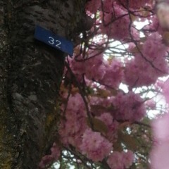 park song