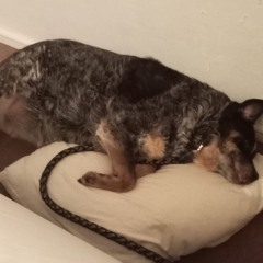 CatyDoggir