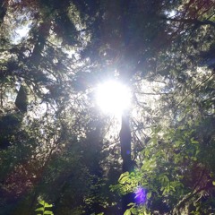 Olympic National Forest Awakening