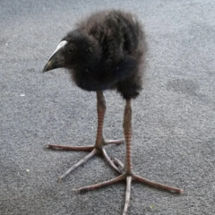 bakelite [ etherial ]