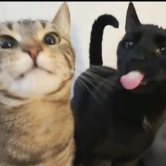 idek p. evay + jorko
