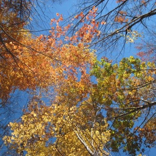 w/Luvflorent - Leaf (prod.LUI)