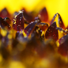 Not Operated - København EP (s-limited)