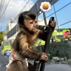 MT - MELHORES AMIGOS