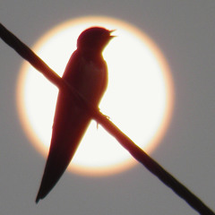 Wicker for the Whip-poor-will