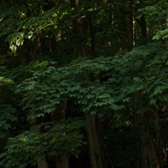 🍃 Field Recording Soundscape Releases & Contributions