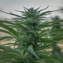 Accidental Hip Hop Dub Mix