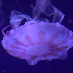 Sphere Syndrome-test