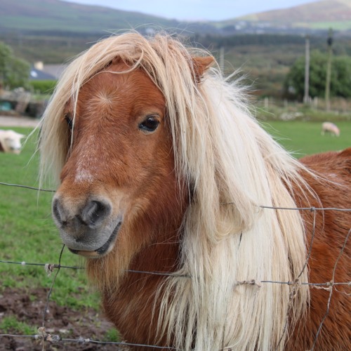 Back n’ Forth (VIP)