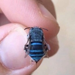 Pollen Seed