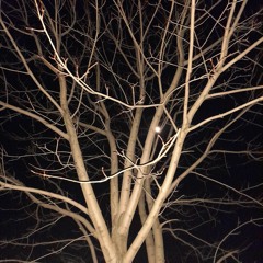 affect (YES/YES/YES)