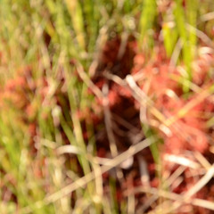 destroy myself just for you (kurdish cover)