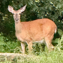 Rudolph The Red Nosed Reindeer